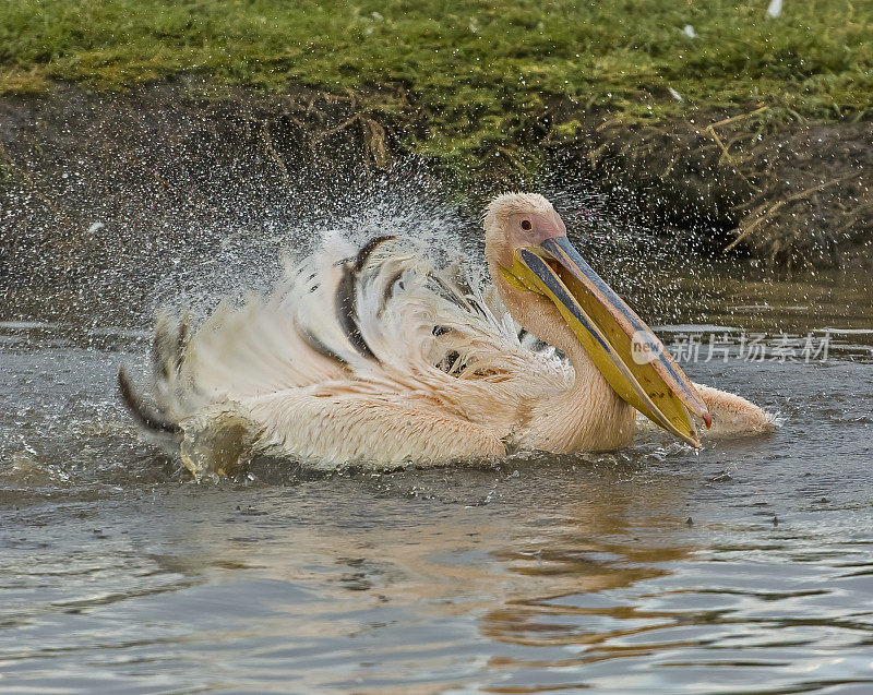 大白鹈鹕(Pelecanus onocrotalus)，也被称为东方白鹈鹕、玫瑰色鹈鹕或白鹈鹕。在进入肯尼亚纳库鲁湖国家公园的一条淡水溪流中清洗自己。大量的水飞溅和特写的行动。